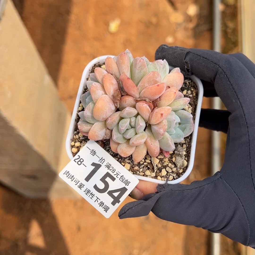 冰玉多肉多肉多肉