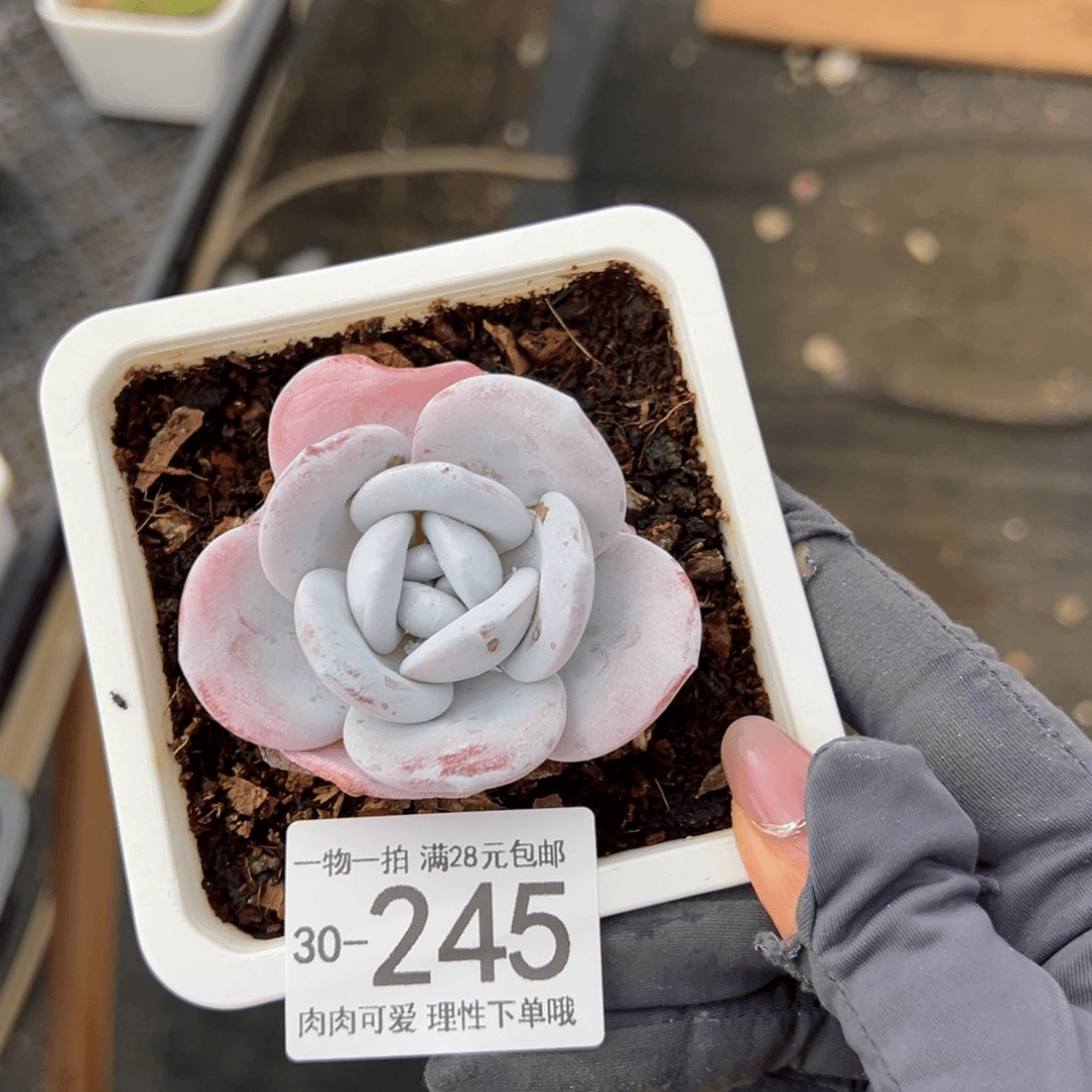 【闪购商品】雪莲多肉