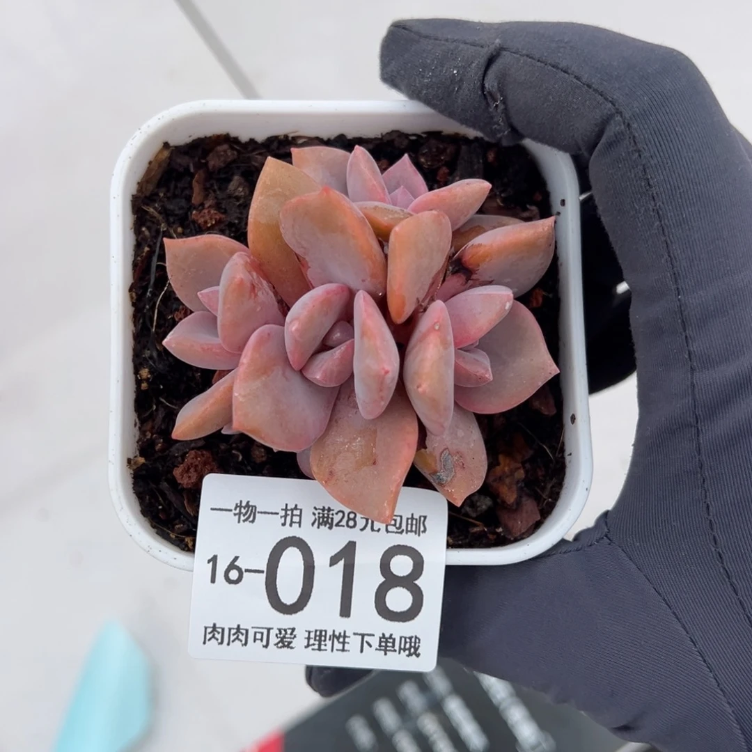 【闪购商品】彩虹糖多肉