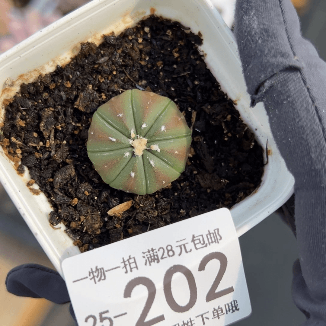 【闪购商品】星兜多肉