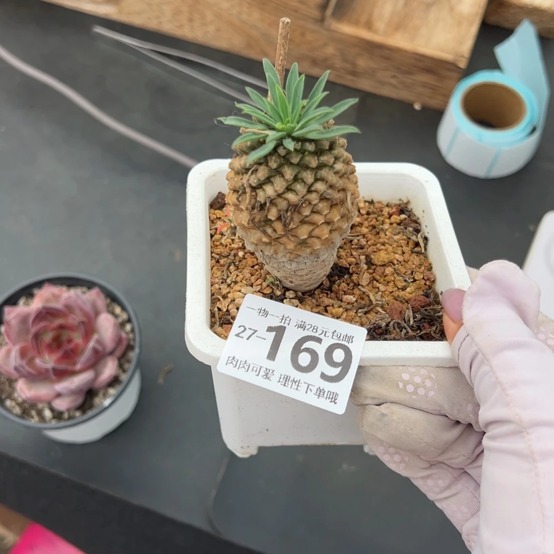 铁甲麒麟多肉多肉多肉多肉