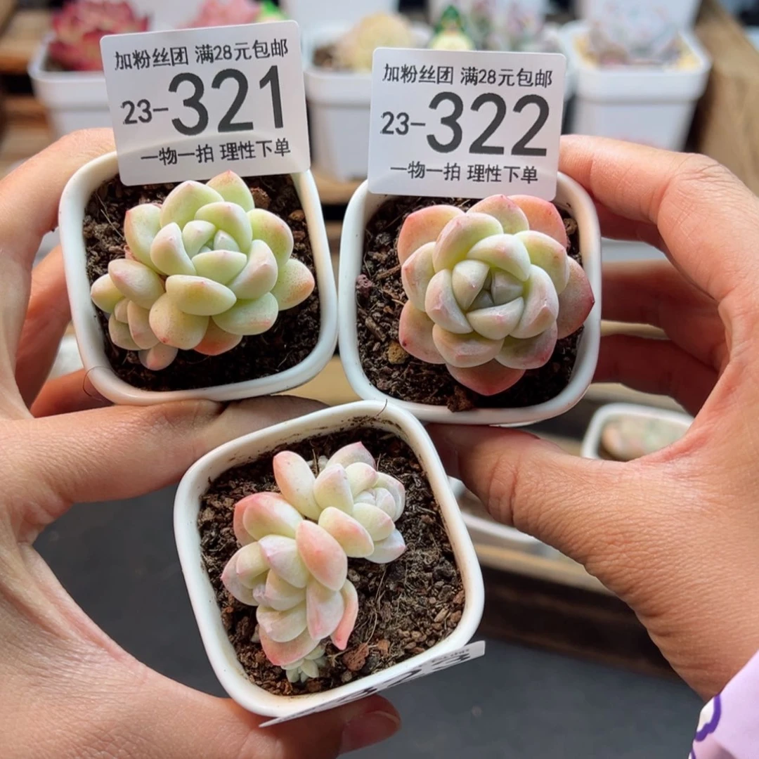 【闪购商品】手****?冰玉带盆土
