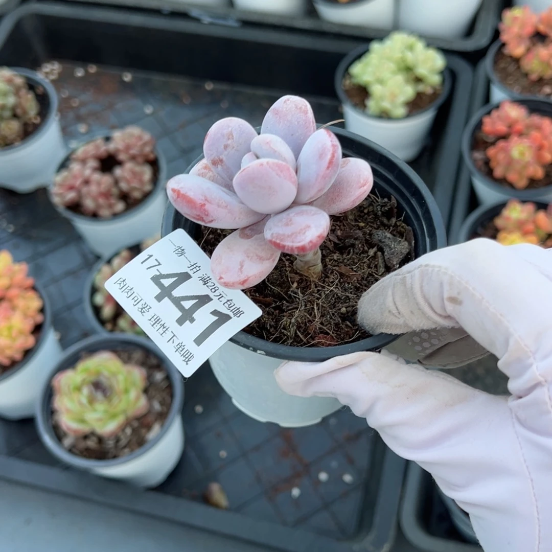 雪美人多肉多肉多肉多肉