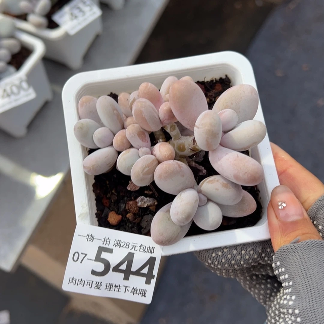 奶酪多肉多肉多肉多肉