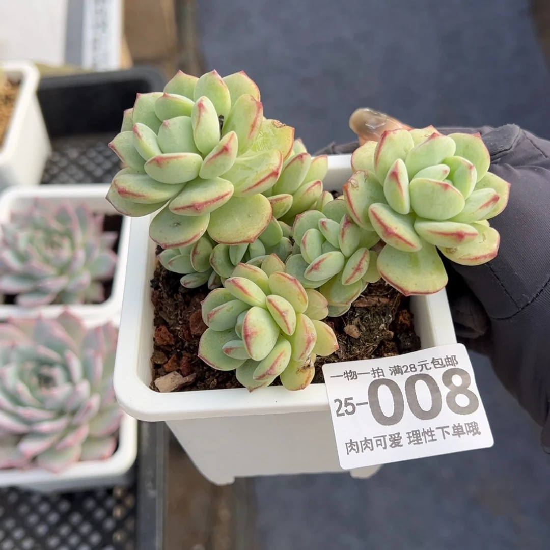 【闪购商品】白底香草