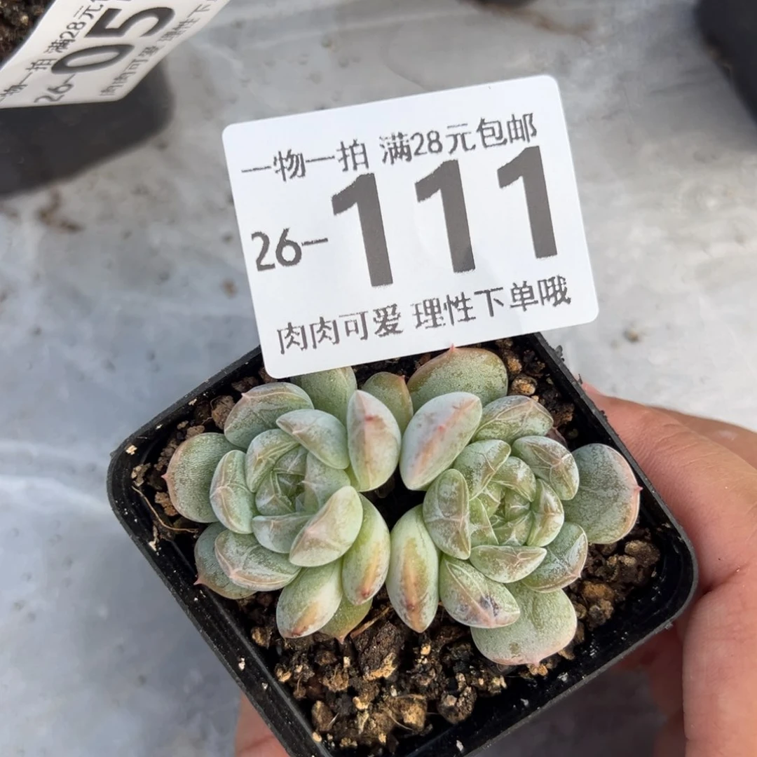 白恋多肉双头5㎝盆