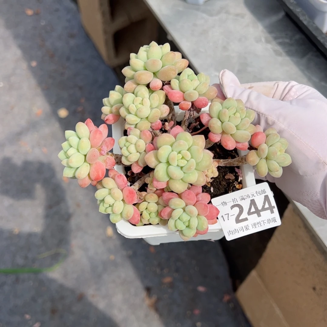 洛可可多肉多肉多肉多肉