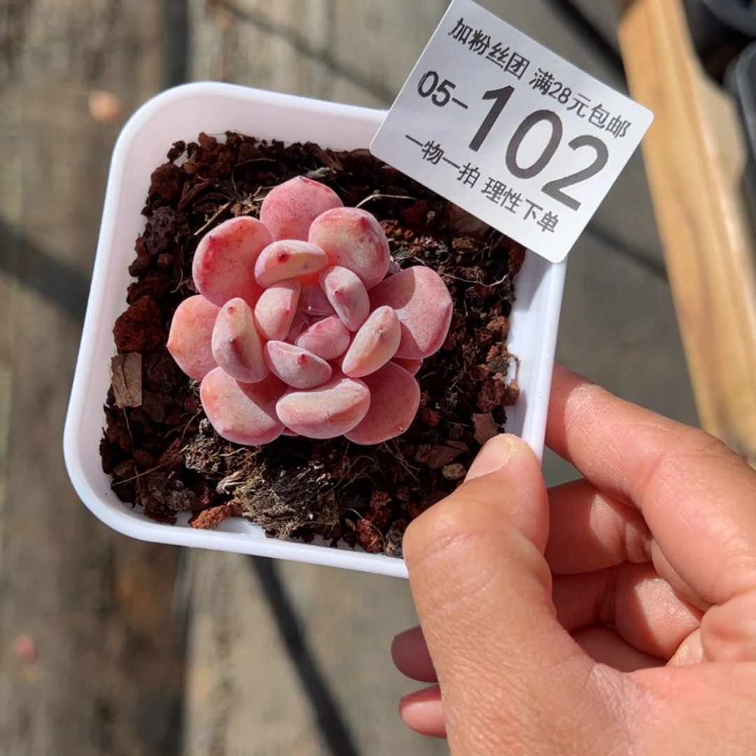【闪购商品】石榴籽星影