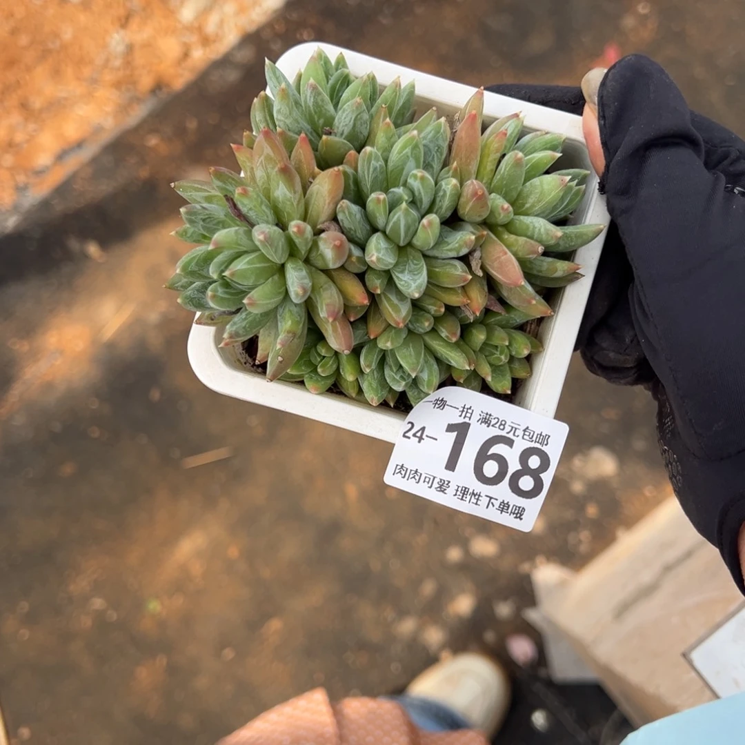 【闪购商品】粉黛莲,