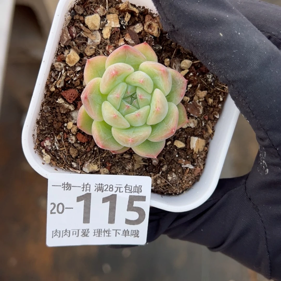 【闪购商品】钻石珍妮的多肉