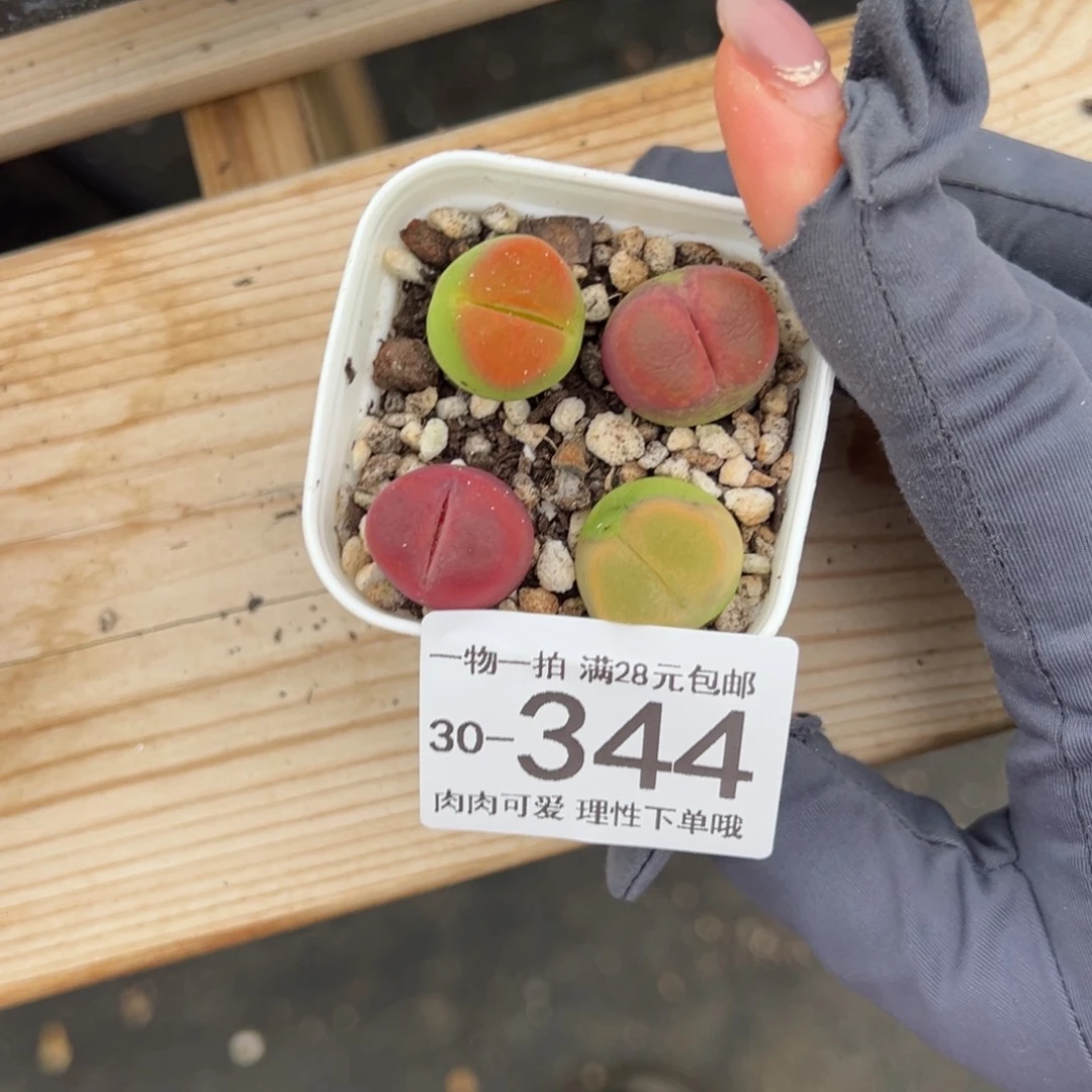 【闪购商品】毛汉尼多肉