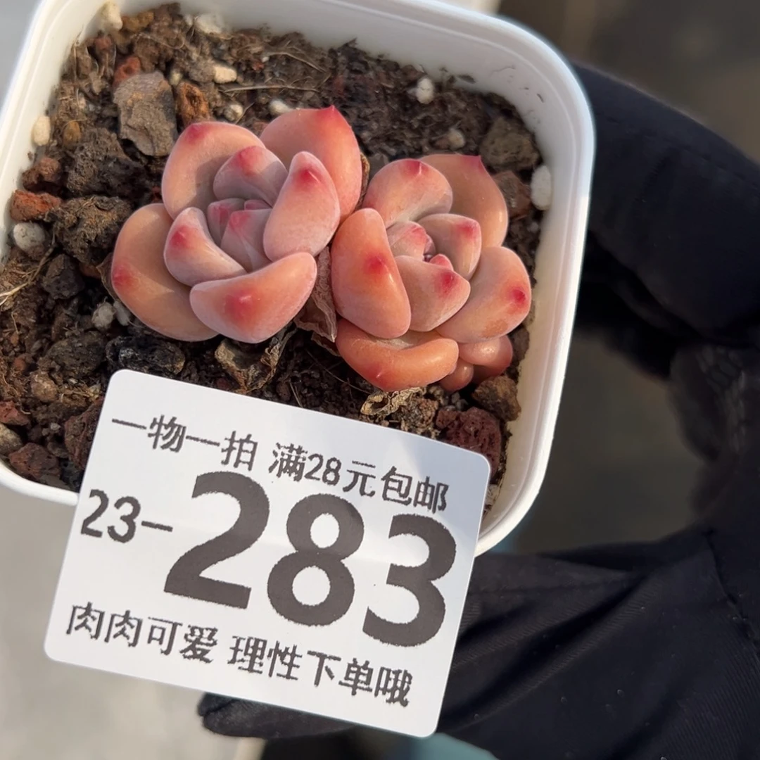 【闪购商品】蛋吉不包整多肉