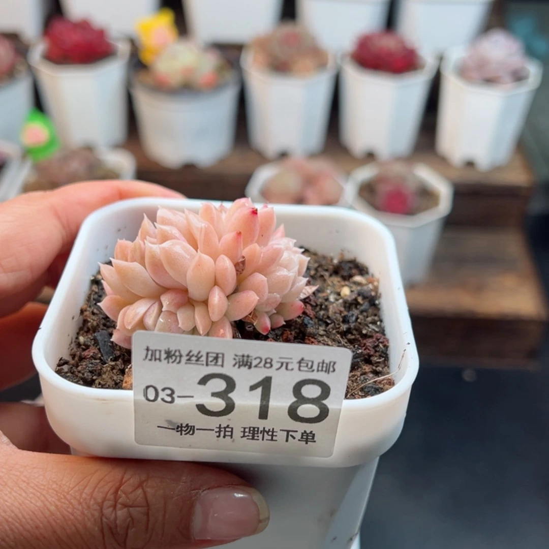【闪购商品】H****y奶油美人