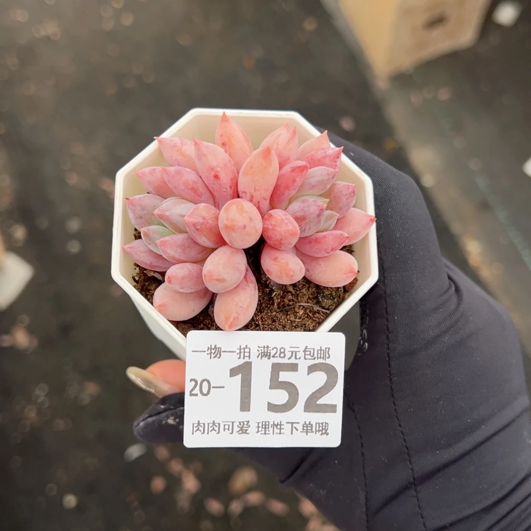 【闪购商品】所罗门