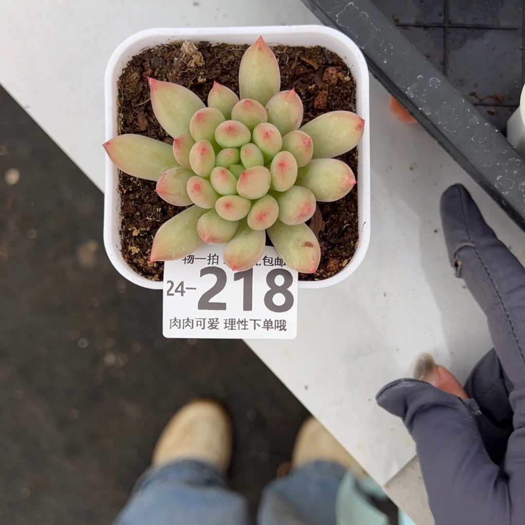 【闪购商品】虞美人多肉植物