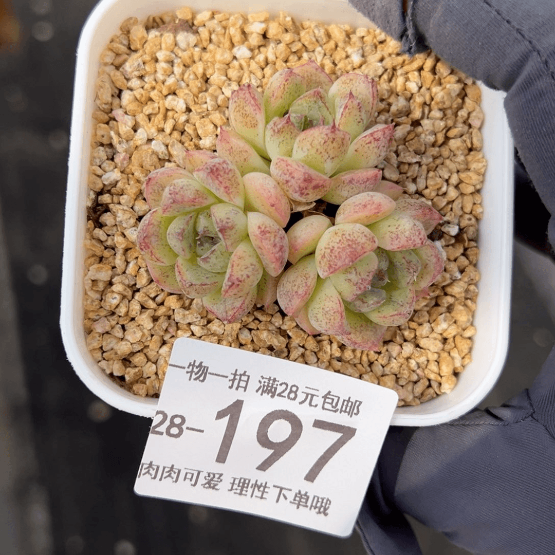 【闪购商品】赤水晶多肉
