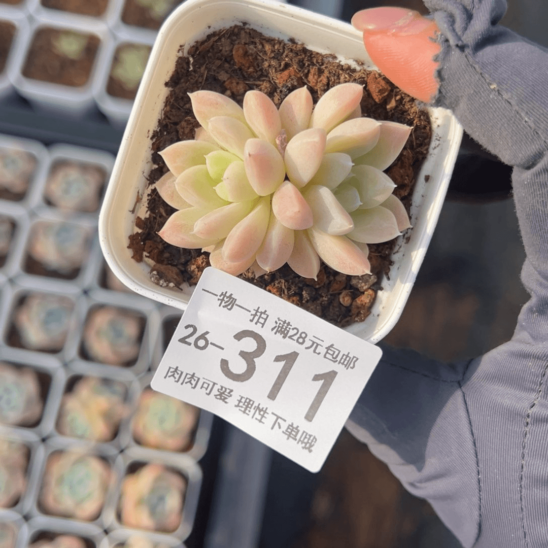 【闪购商品】奶油美人多肉