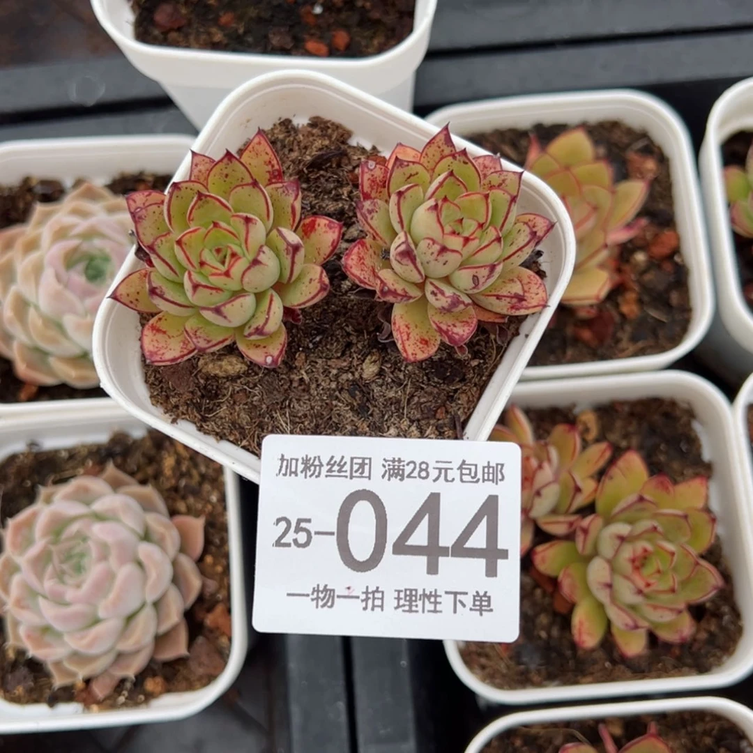 【闪购商品】阿*。灰姑娘多肉