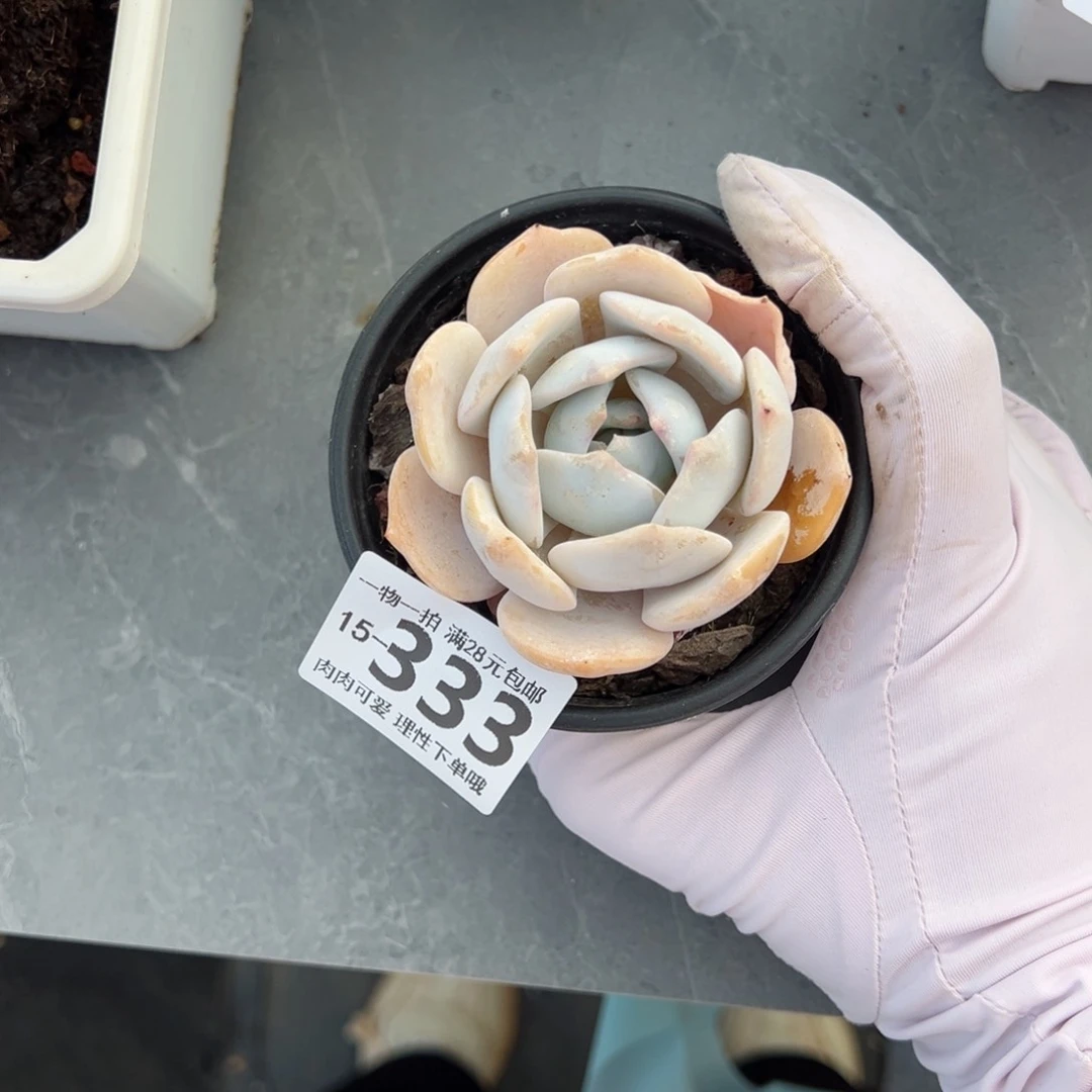 枼*秋白霜多多肉多肉多肉多肉