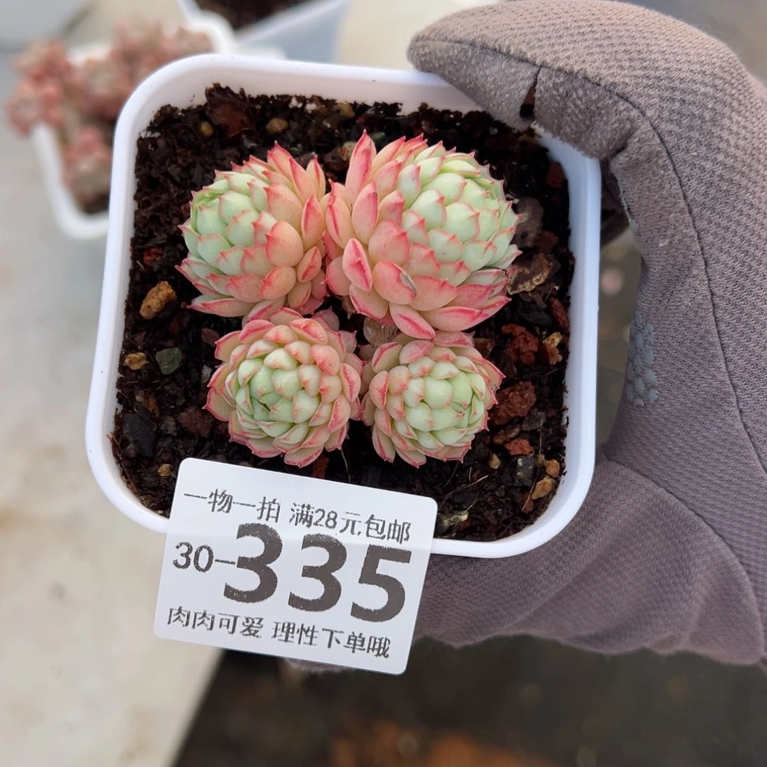 小红船多肉多肉多肉多肉多肉