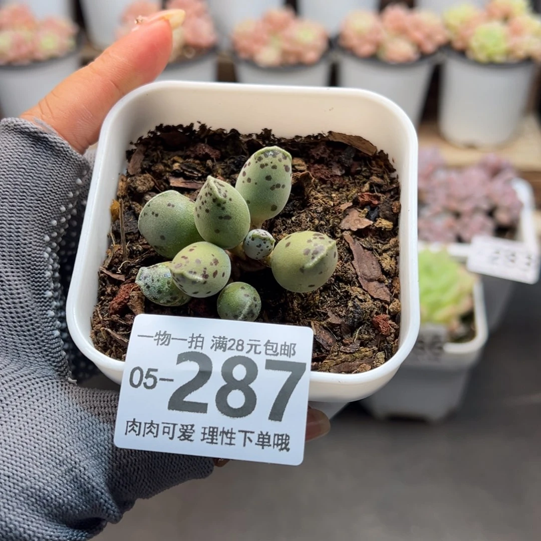 海豹多肉多肉多肉