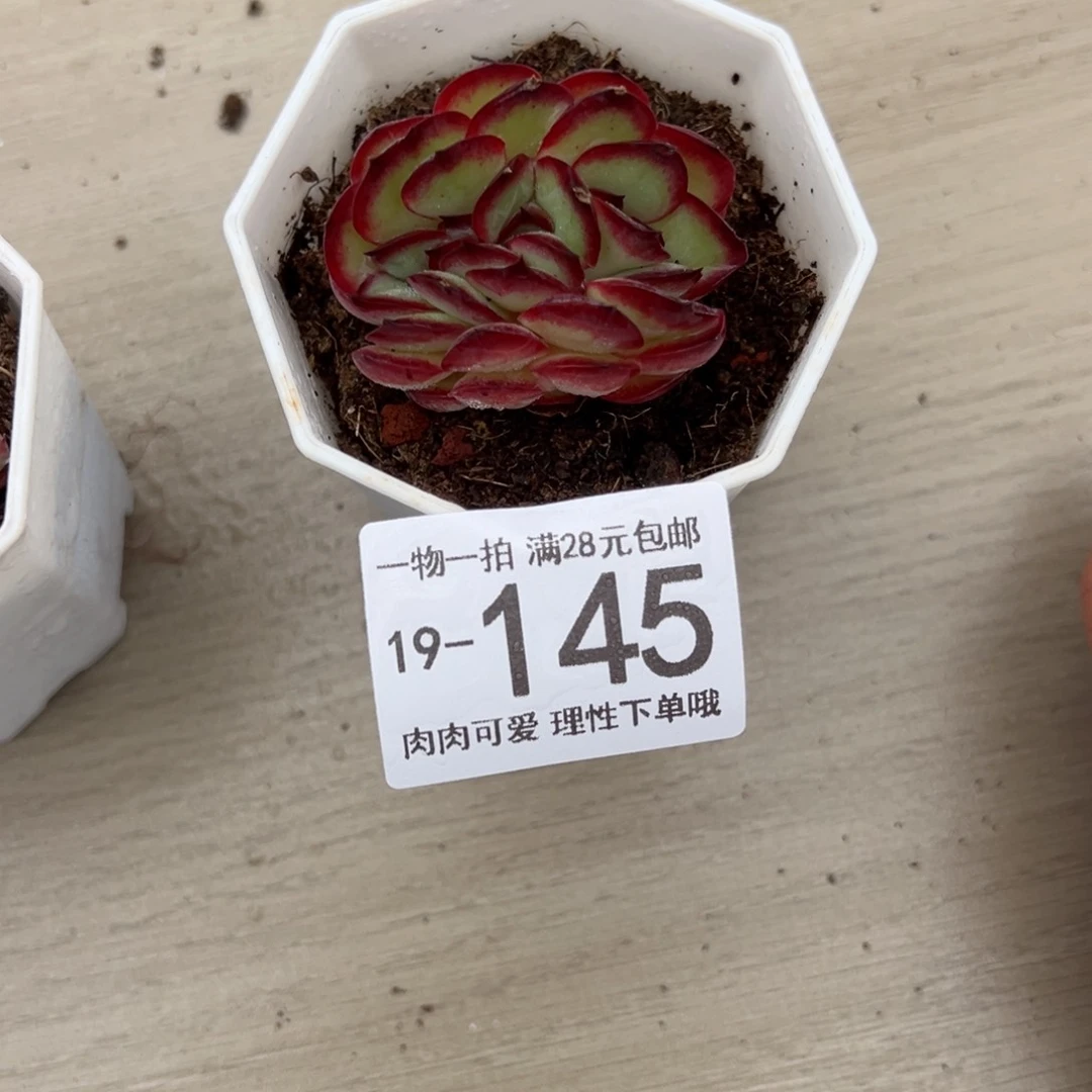 【闪购商品】肉酱玫瑰多肉