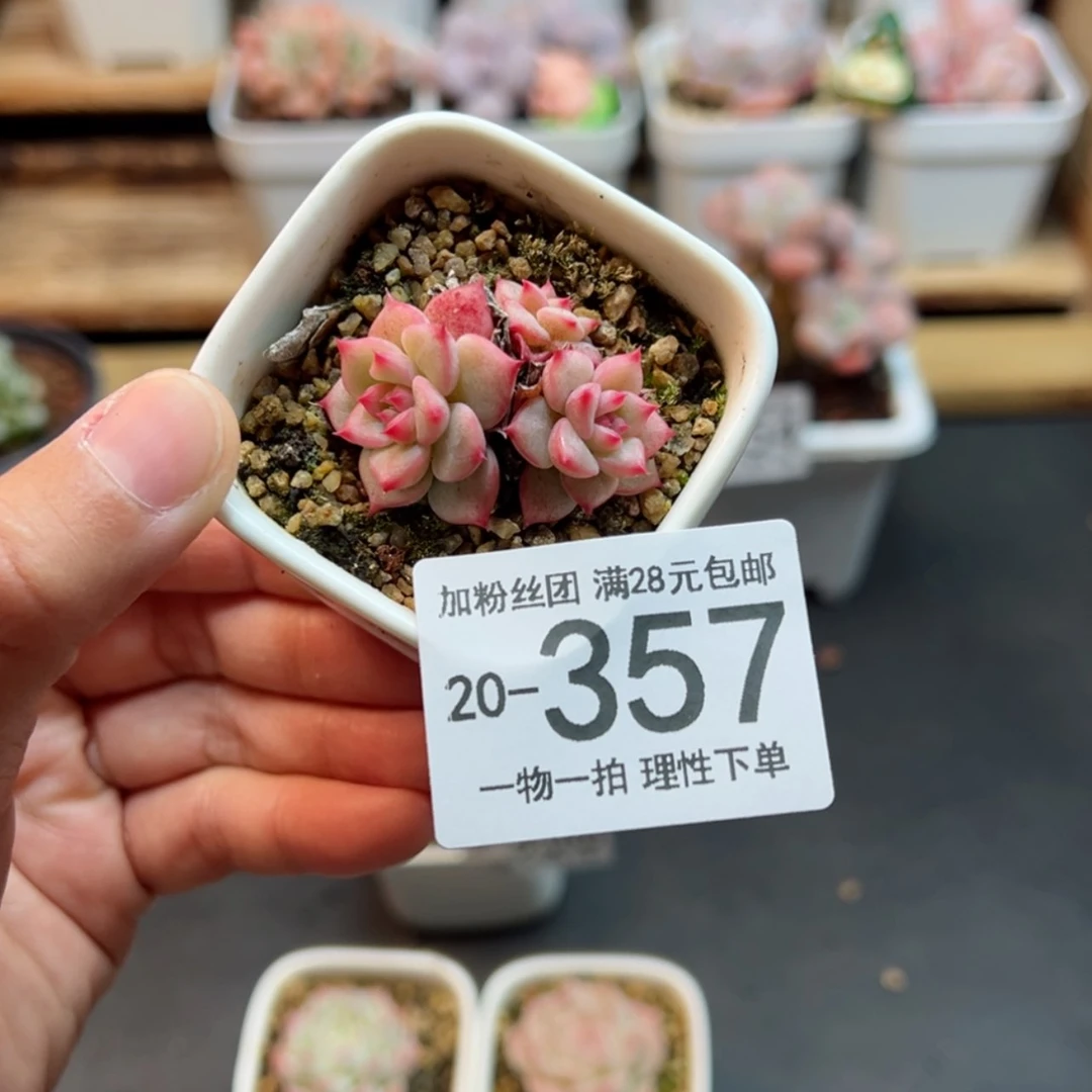 【闪购商品】ak玛利亚