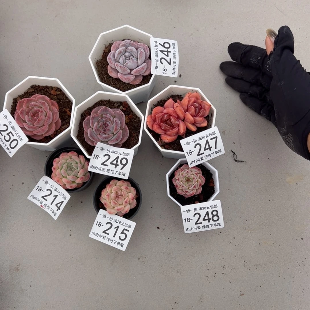 【闪购商品】汐*多肉植物，