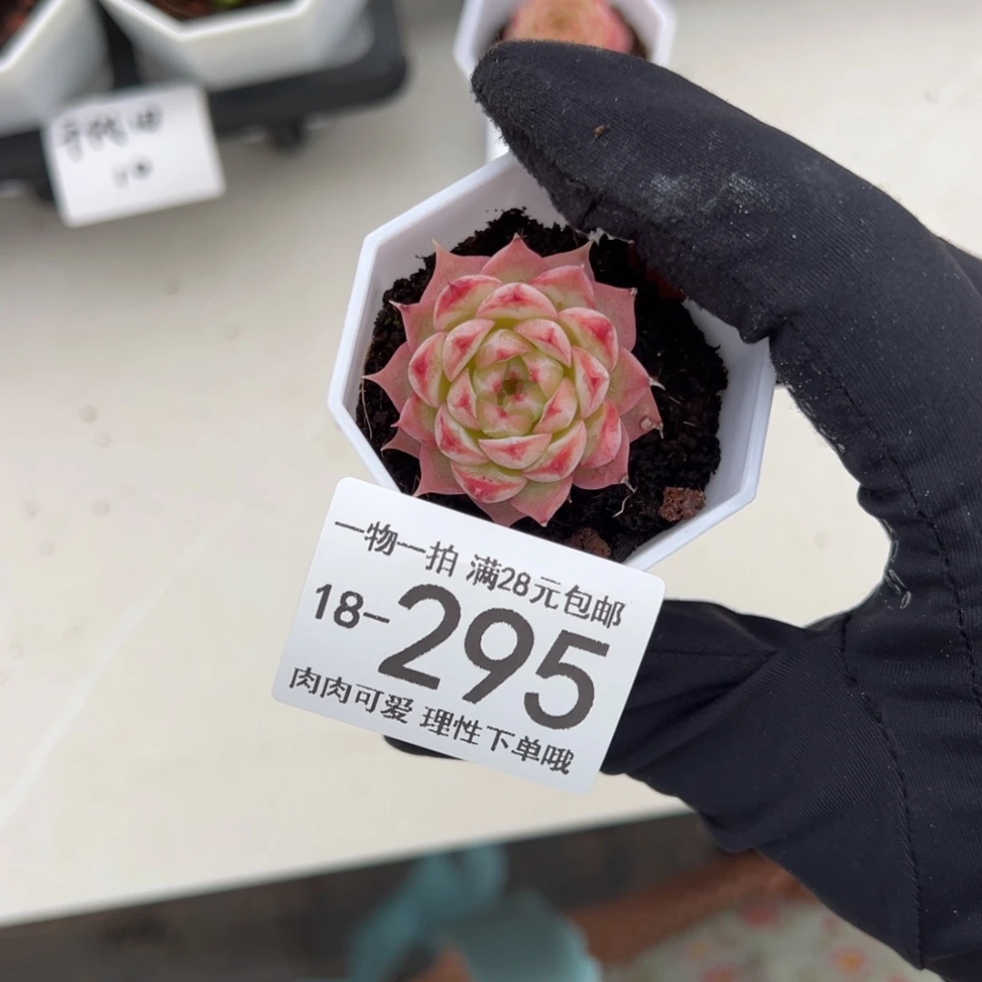 【闪购商品】天鹅绒