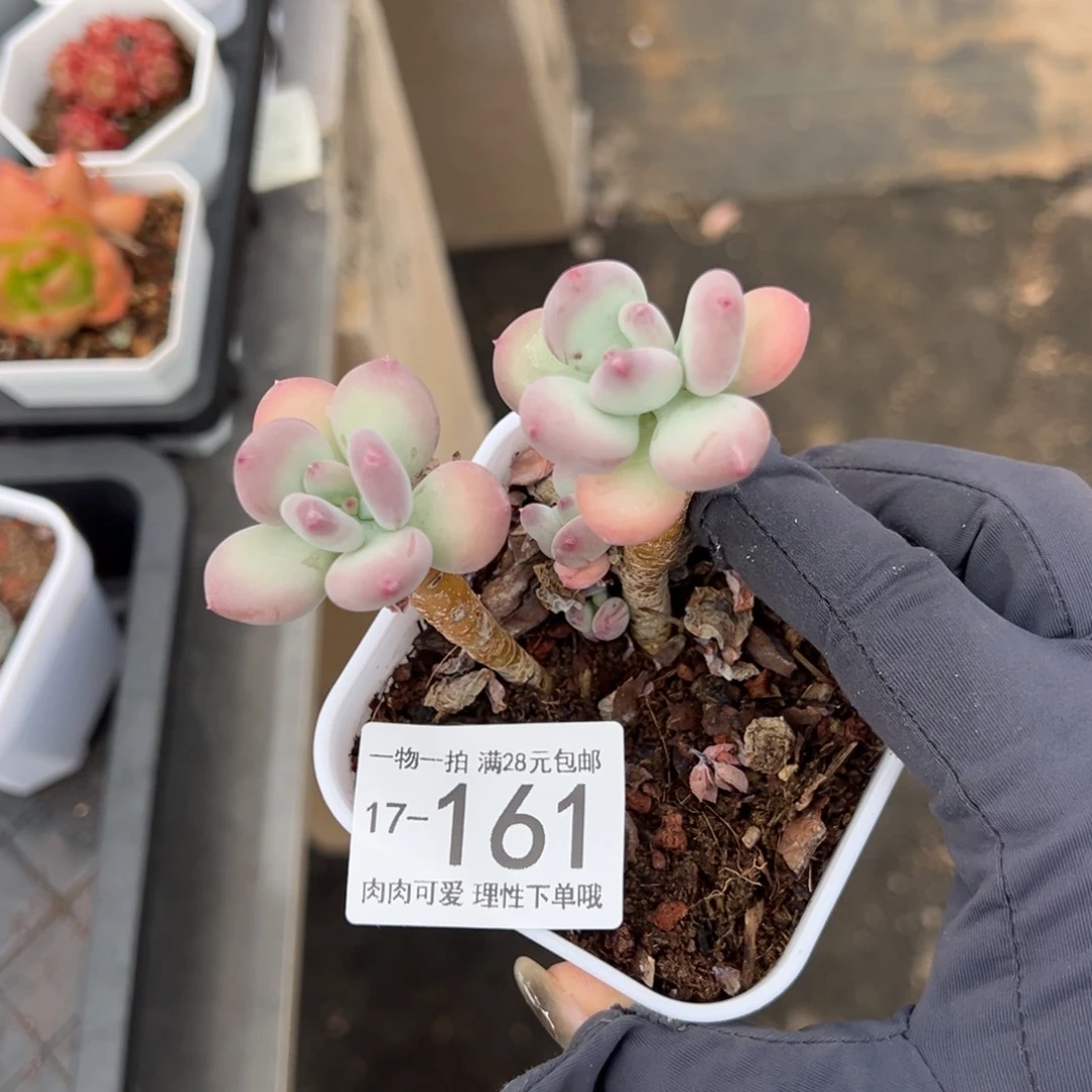 【闪购商品】苹果奶多肉
