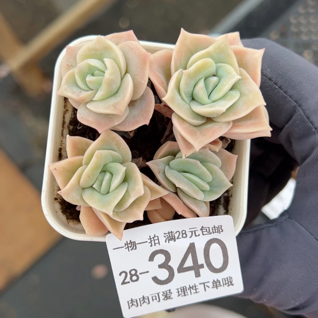 【闪购商品】可爱玫瑰