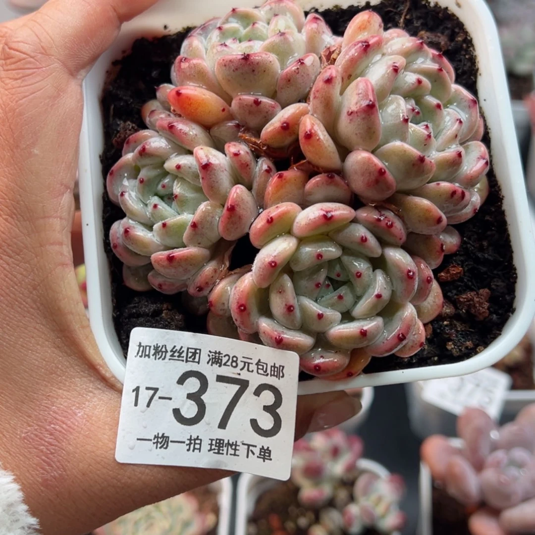 【闪购商品】雪爪，