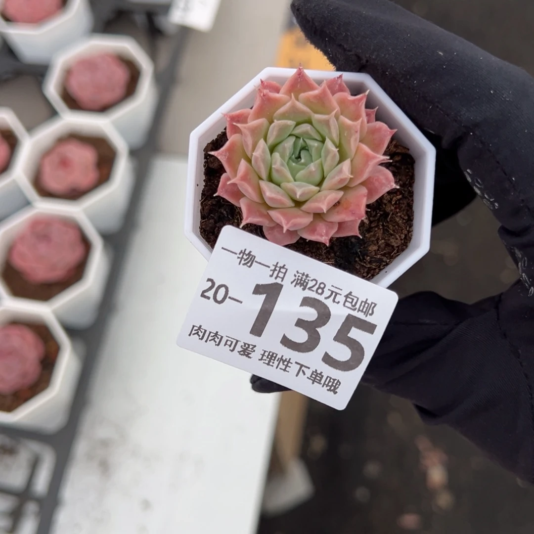 【闪购商品】留财单头
