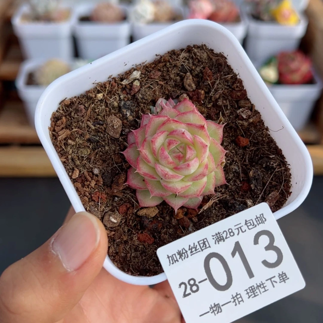 【闪购商品】女王多肉