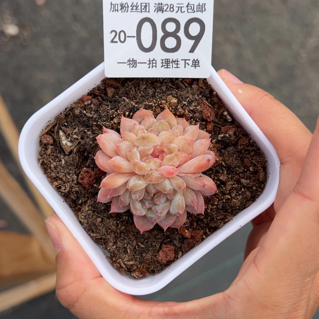【闪购商品】沐****?冰魄三头多肉