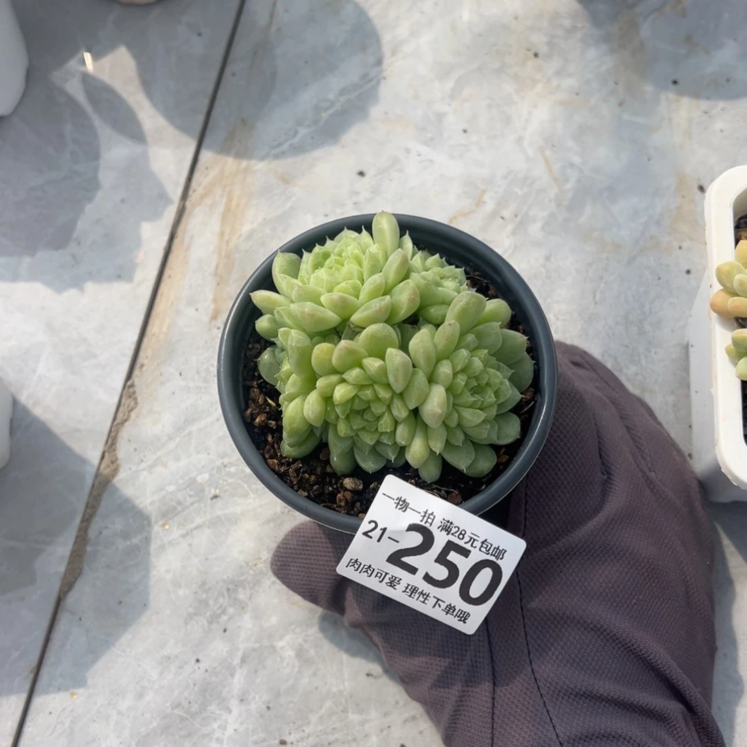 绿心美人多肉多肉