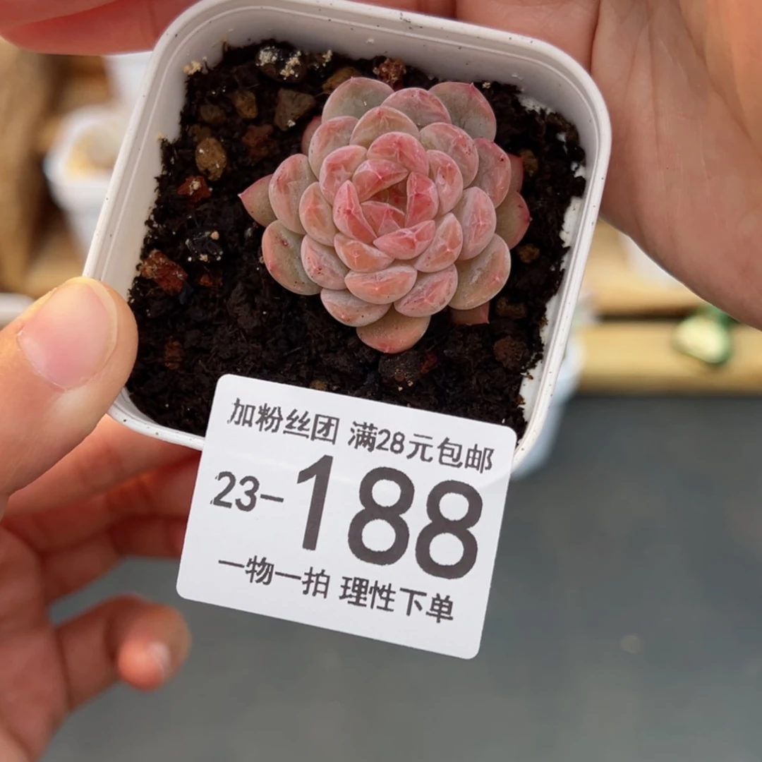 【闪购商品】是**啊冰魄杂多肉