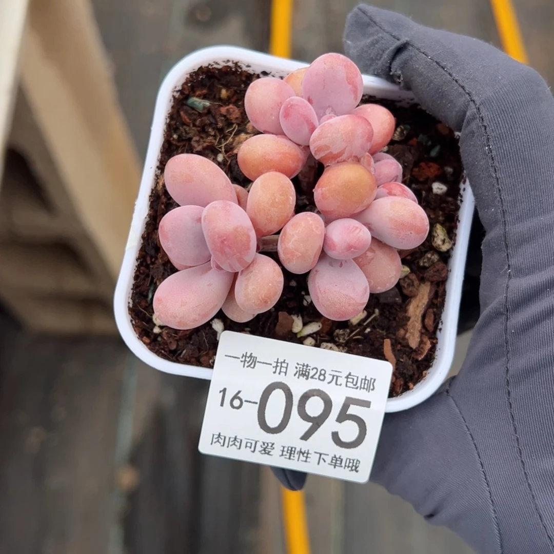 【闪购商品】桃蛋多肉