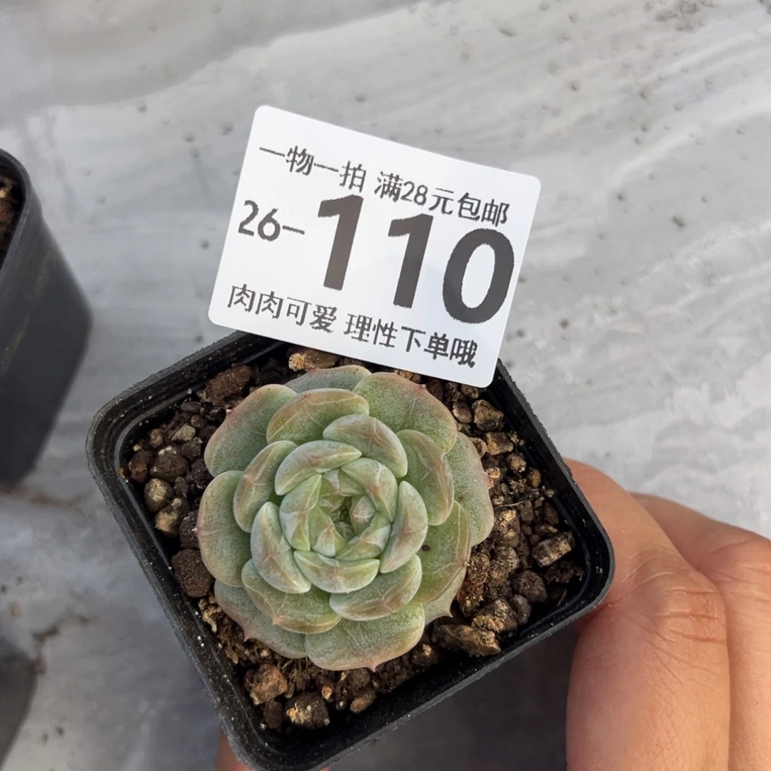 白恋单头多肉植物