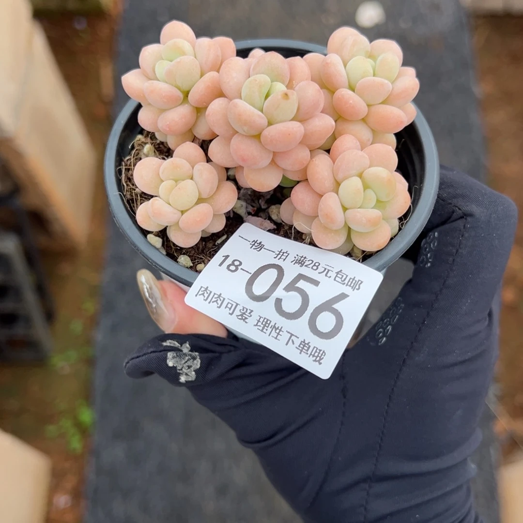【闪购商品】洛可可多肉
