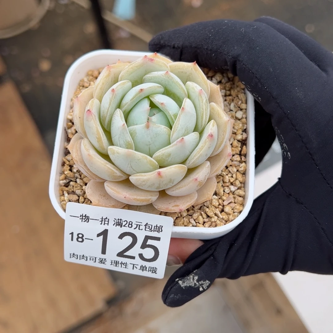 【闪购商品】达**刘劳林多肉