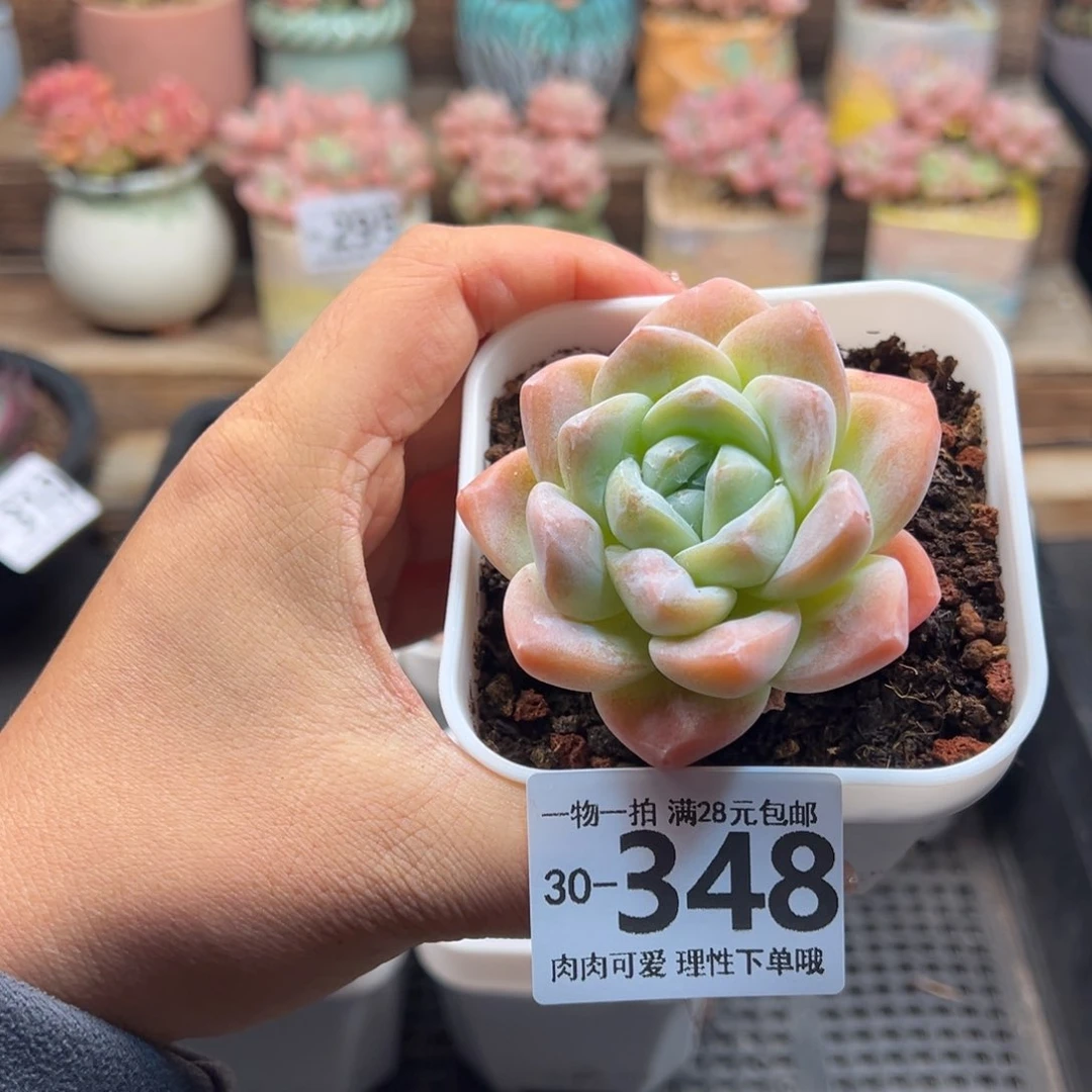 正*冰玉多肉多肉多肉
