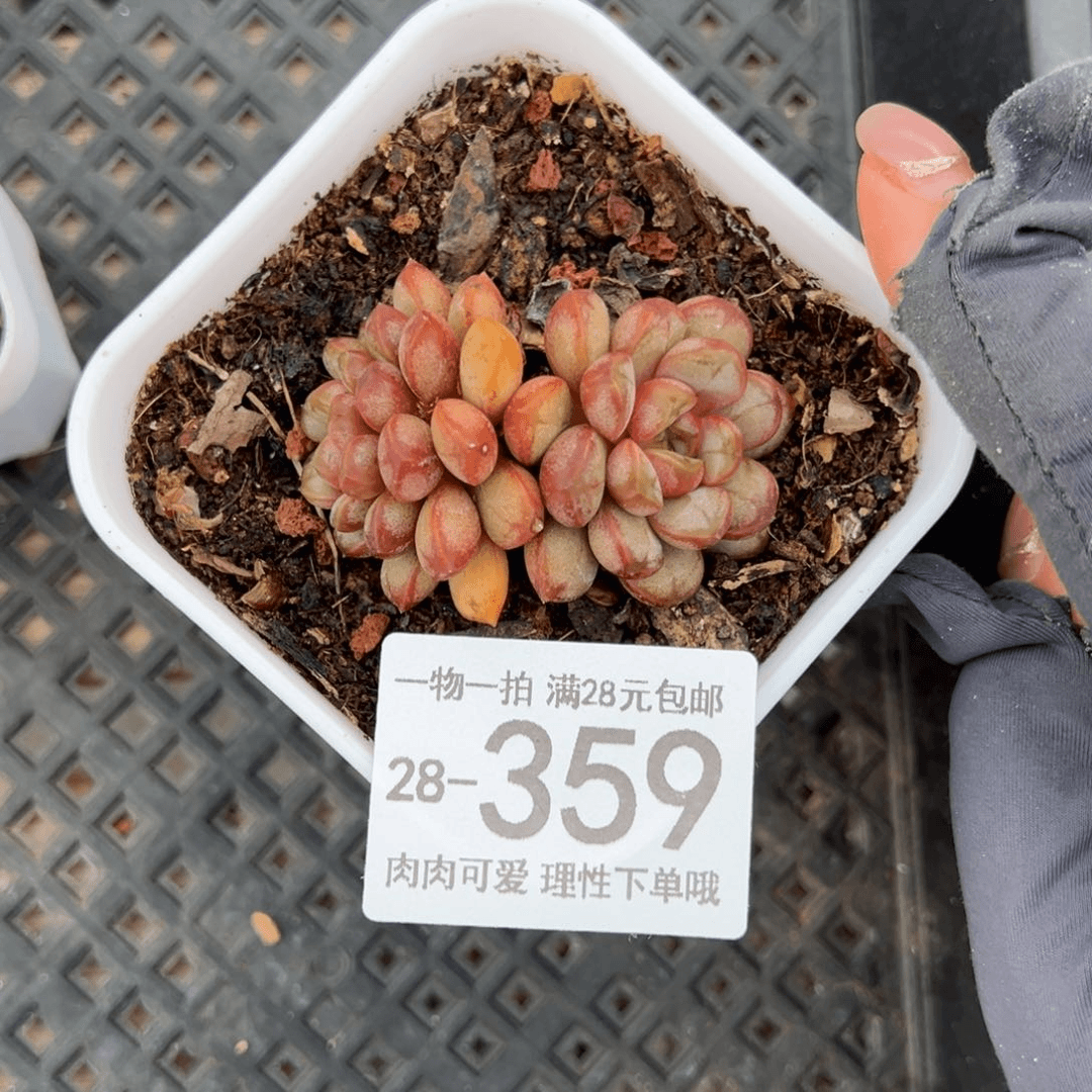 【闪购商品】葡萄，多肉植物