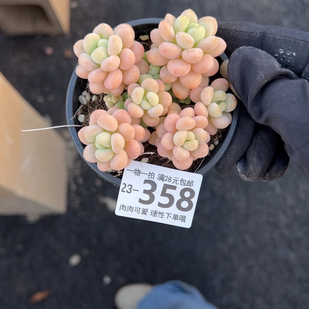 【闪购商品】洛可可多肉