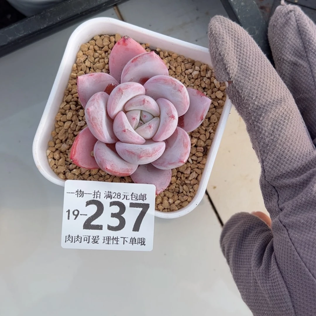 嫦娥多肉多肉多肉多肉