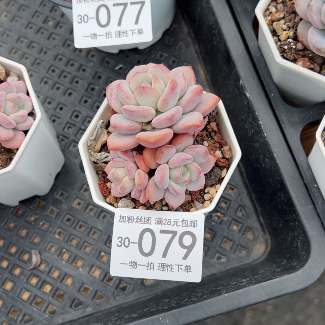 【闪购商品】慧宝宝格林多肉