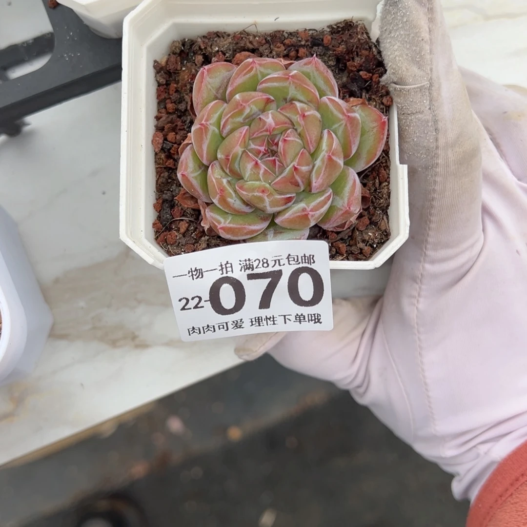 雪花珍妮多肉多肉多肉