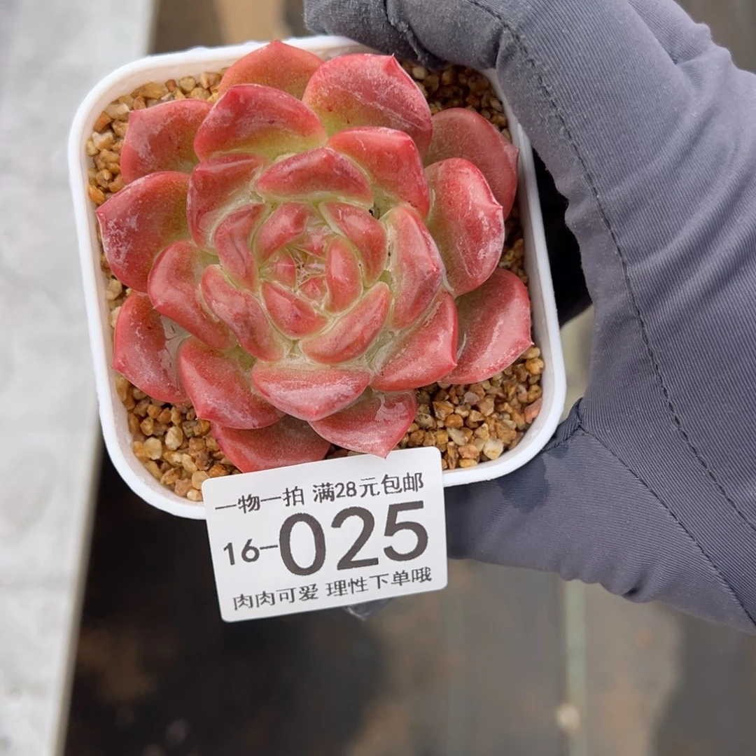 【闪购商品】红琥珀