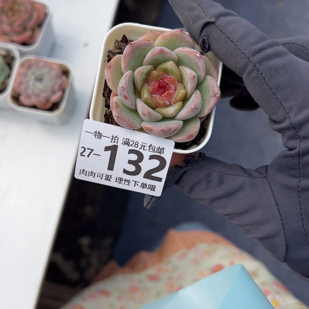 优选微醺多肉多多肉植物