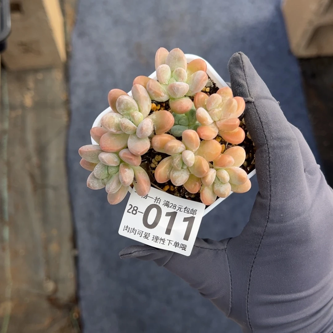 香玉多肉多肉多肉